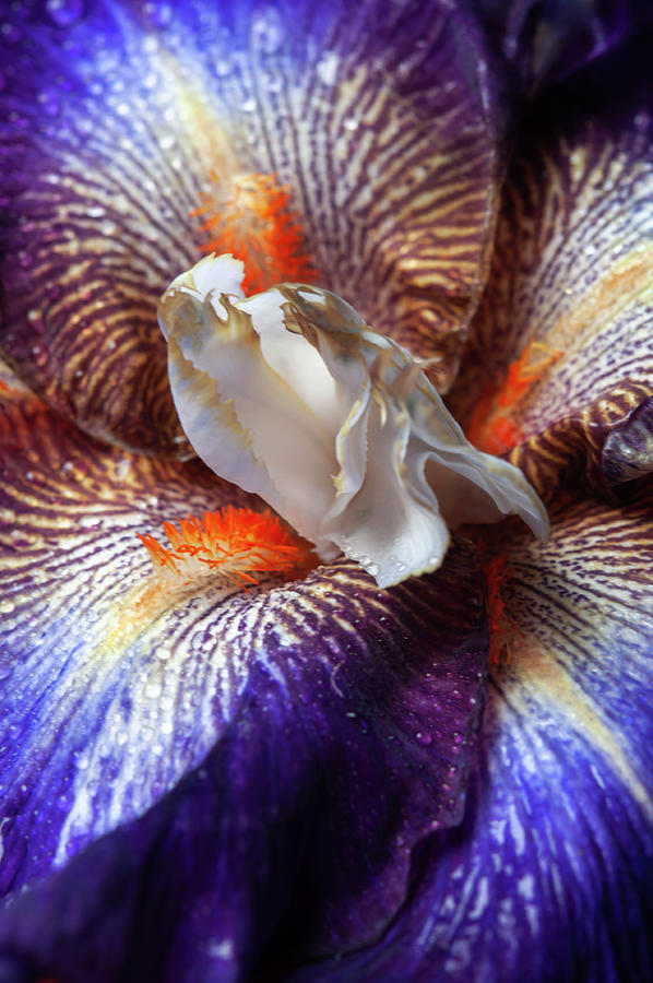 Beauty Of Irises. Chaos Theory Macro 2 Photograph by Jenny Rainbow