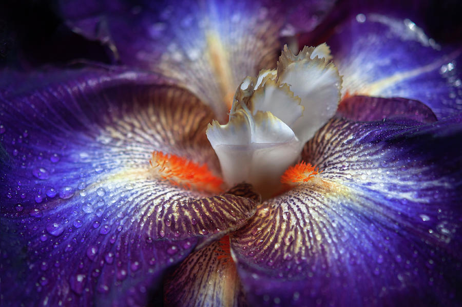 Beauty Of Irises. Chaos Theory Macro Photograph by Jenny Rainbow
