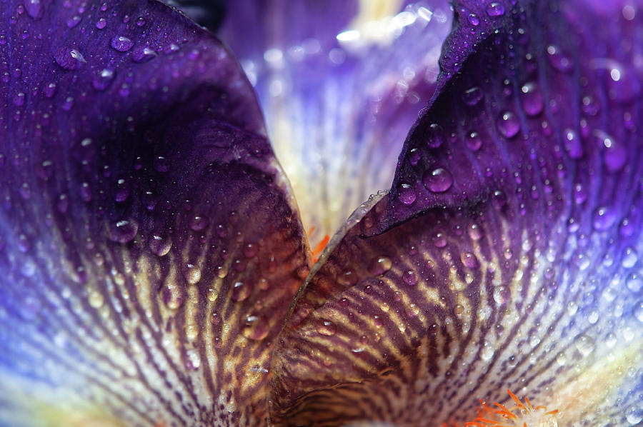 Beauty Of Irises. Chaos Theory Petals Macro 1 Photograph by Jenny Rainbow
