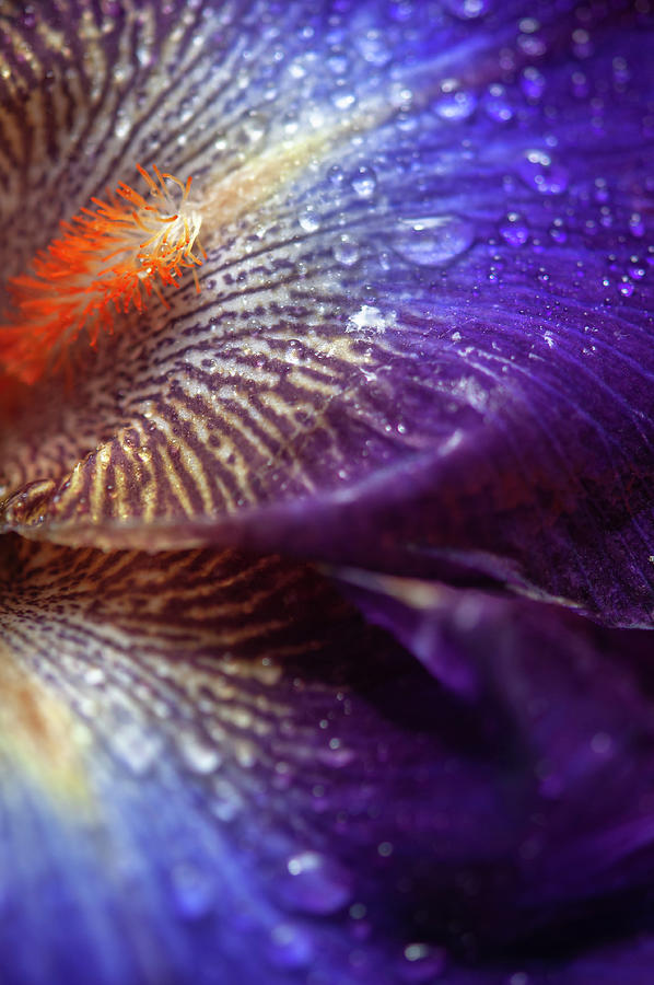Beauty Of Irises. Chaos Theory Petals Macro Photograph by Jenny Rainbow