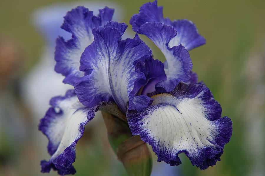 Beauty Of Irises - Charleston Photograph by Jenny Rainbow