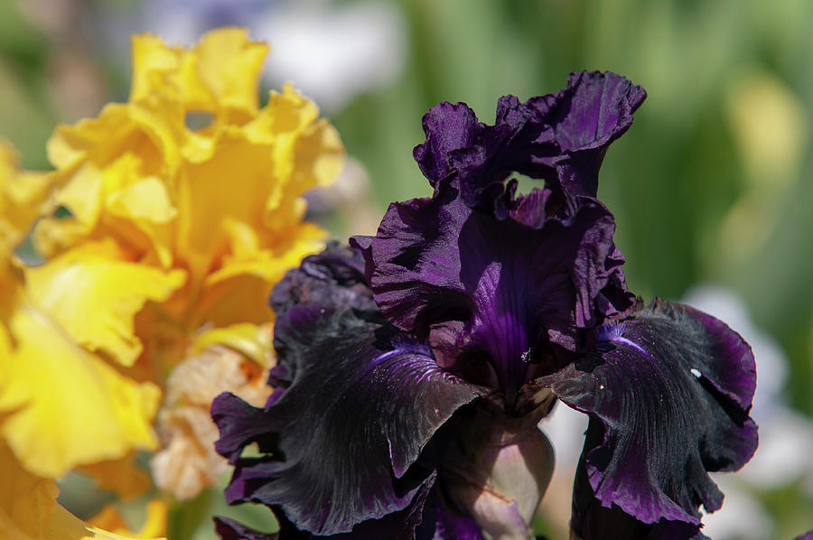 Beauty Of Irises. Cherry Smoke 1 Photograph by Jenny Rainbow
