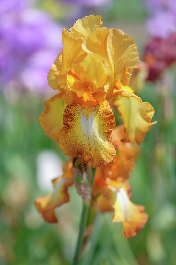Beauty Of Irises. Chinquapin Photograph by Jenny Rainbow