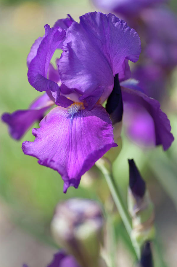 Beauty Of Irises. Chordette 1 Photograph by Jenny Rainbow