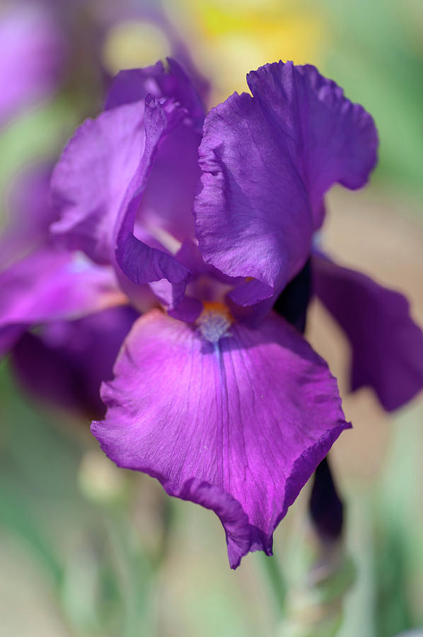 Beauty Of Irises. Chordette Photograph by Jenny Rainbow