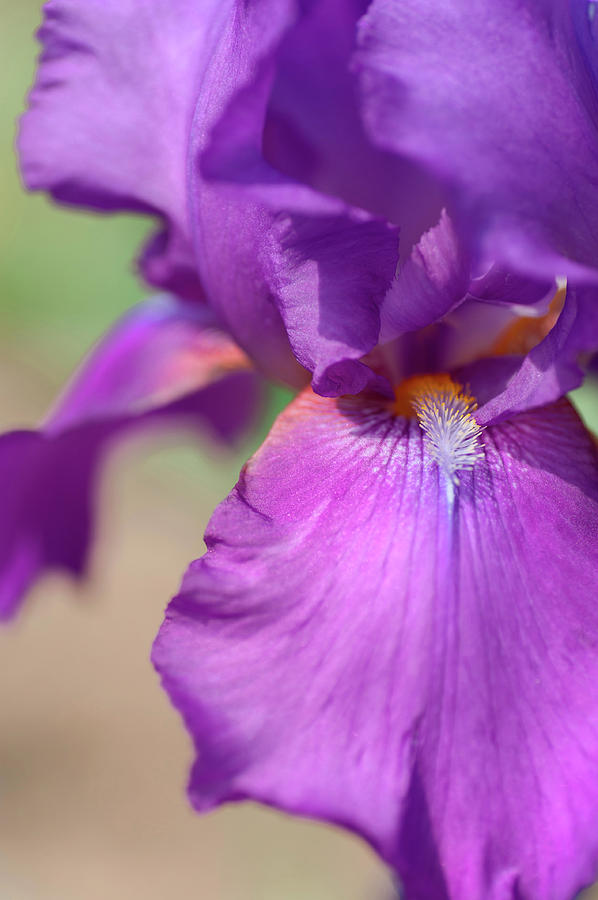Beauty Of Irises. Chordette Macro Photograph by Jenny Rainbow