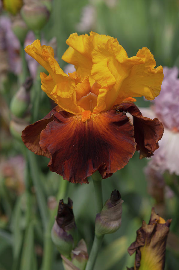 Beauty Of Irises. Circus World Photograph by Jenny Rainbow