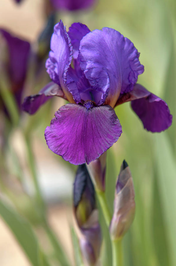 Beauty Of Irises. Con Brio 1 Photograph by Jenny Rainbow