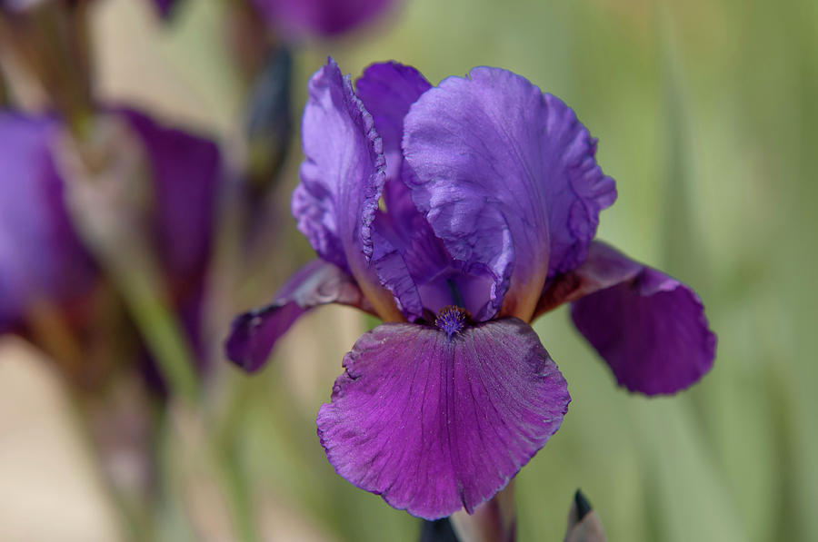 Beauty Of Irises. Con Brio Photograph by Jenny Rainbow