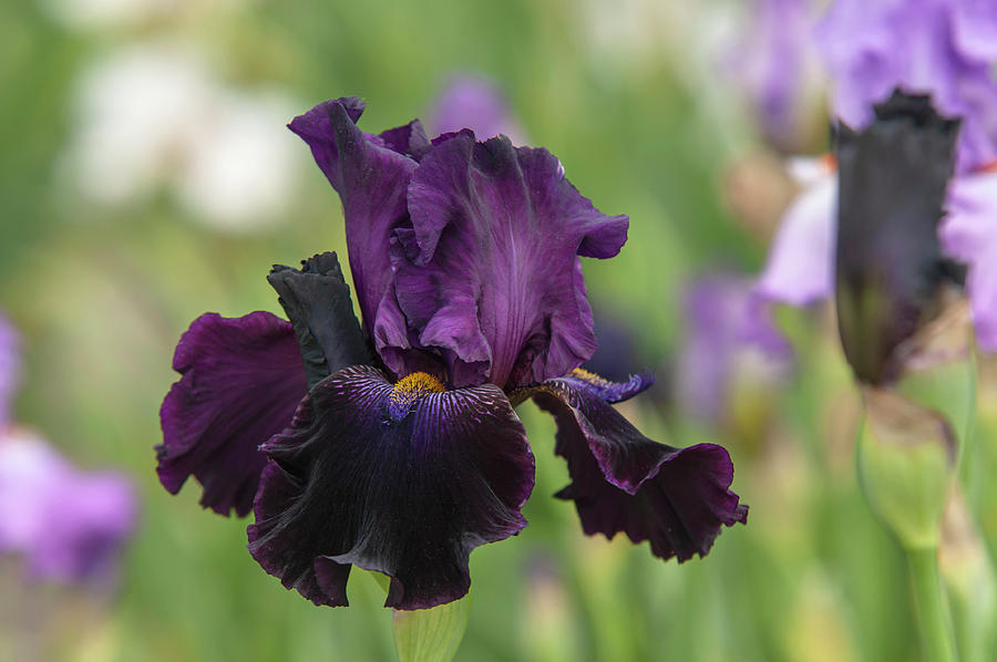 Beauty Of Irises - Count Dracula Photograph by Jenny Rainbow