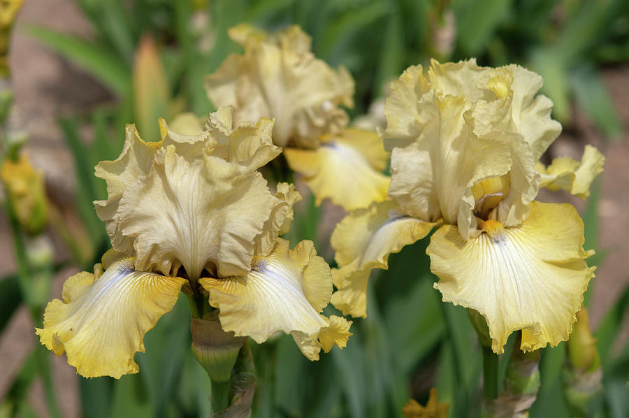 Beauty Of Irises. County Cork Photograph by Jenny Rainbow