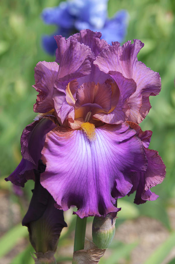 Beauty of Irises. Cranberry Ice 4 Photograph by Jenny Rainbow