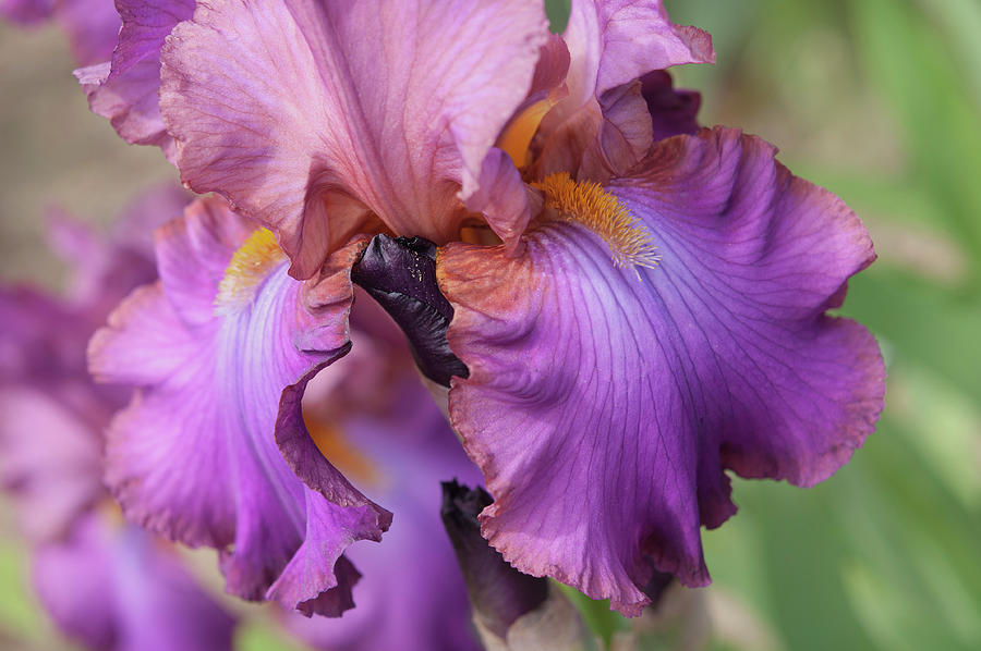 Beauty of Irises. Cranberry Ice Closeup Photograph by Jenny Rainbow