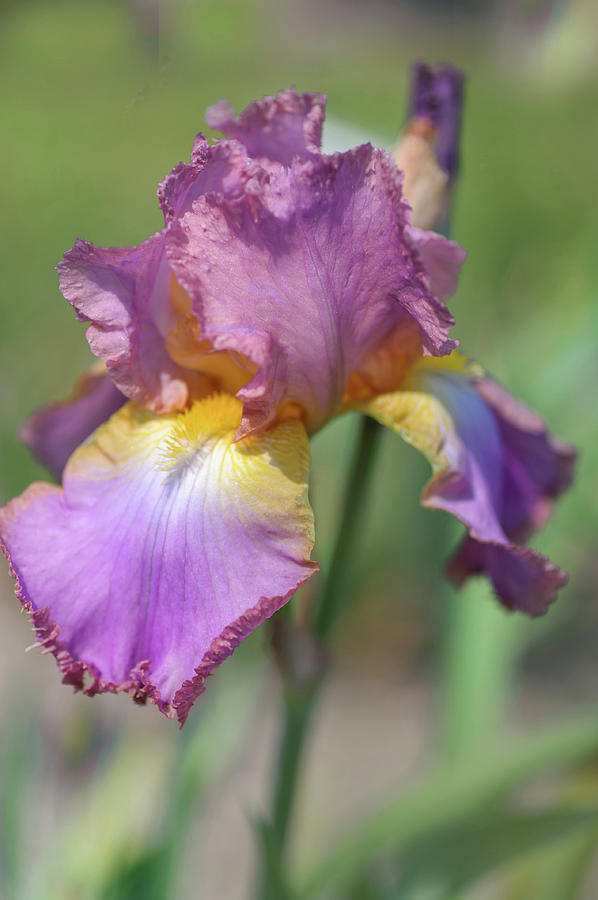 Beauty Of Irises. Crinkled Gem Photograph by Jenny Rainbow