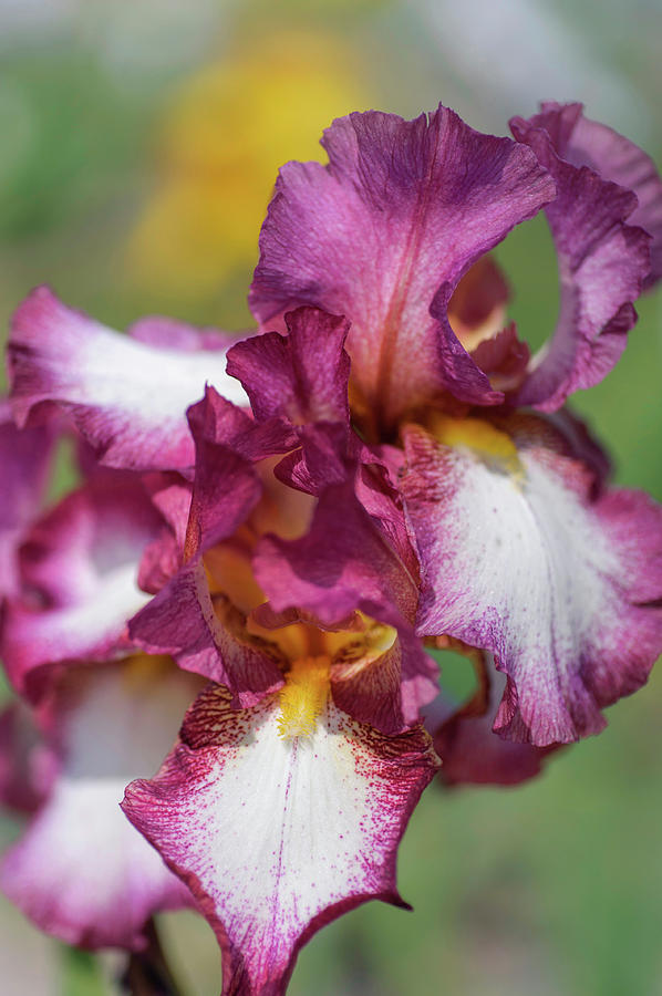 Beauty Of Irises. Crinoline Photograph by Jenny Rainbow