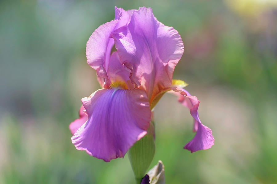 Beauty Of Irises. Crispette Photograph by Jenny Rainbow