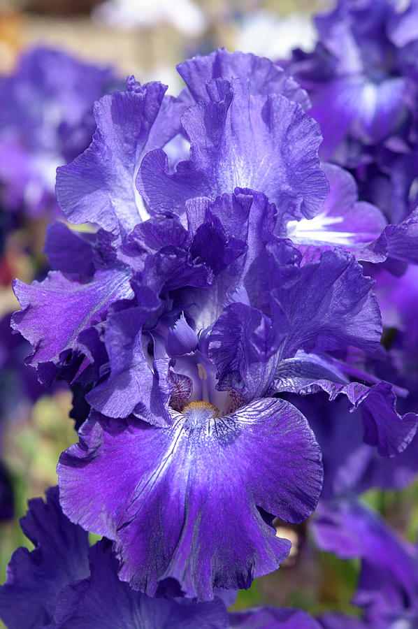 Beauty Of Irises. Cruzin 1 Photograph by Jenny Rainbow