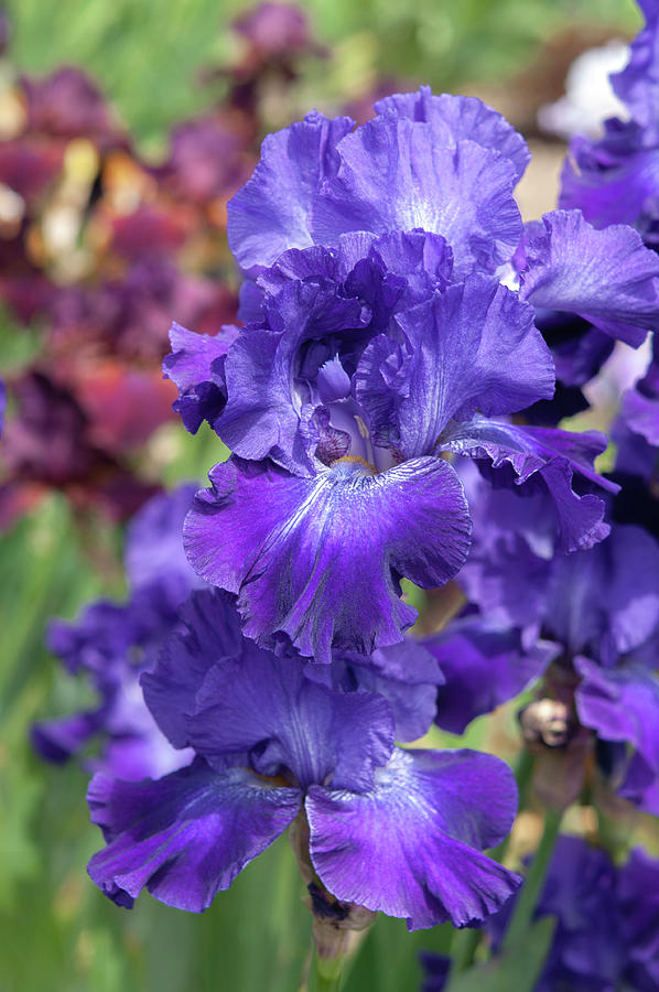 Beauty Of Irises. Cruzin Photograph by Jenny Rainbow