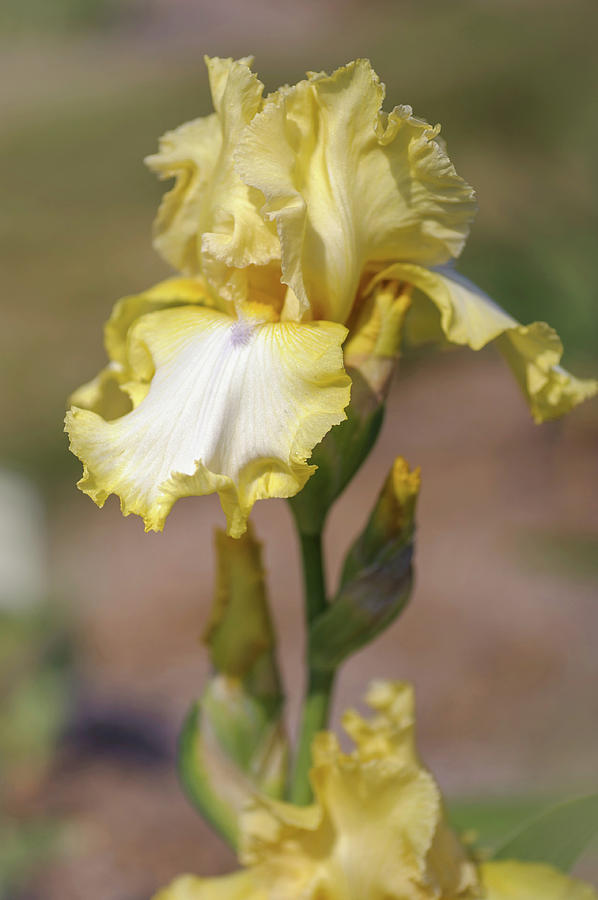 Beauty Of Irises. Cut Crystal Photograph by Jenny Rainbow