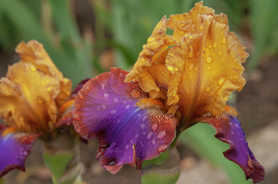 Beauty Of Irises - Dance Beat 1 Photograph by Jenny Rainbow