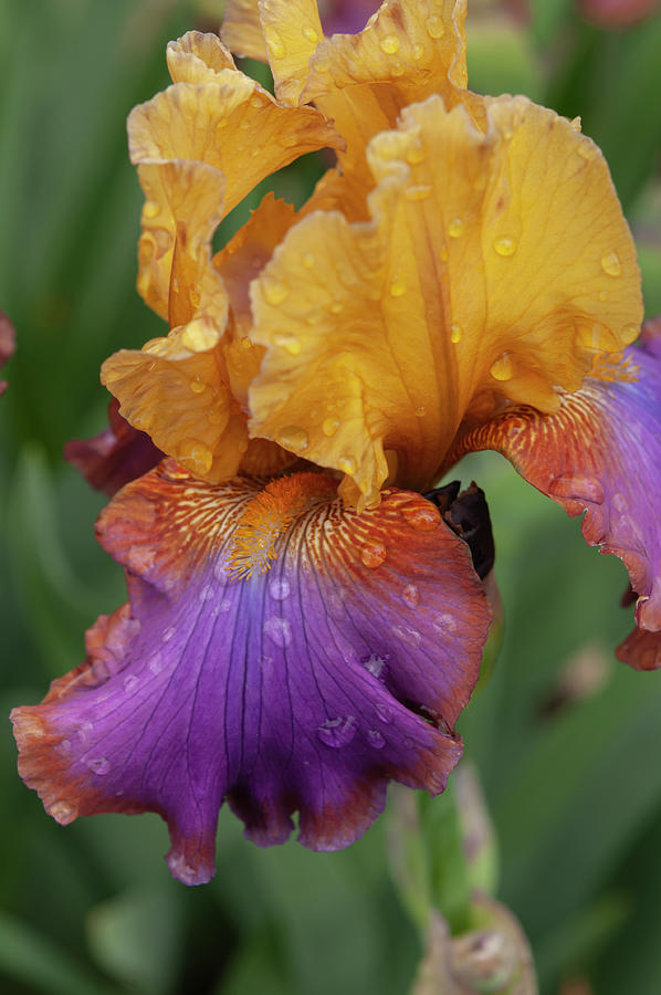 Beauty Of Irises - Dance Beat 2 Photograph by Jenny Rainbow