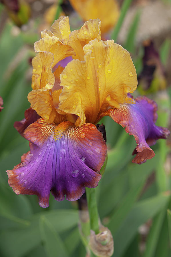 Beauty Of Irises - Dance Beat Photograph by Jenny Rainbow