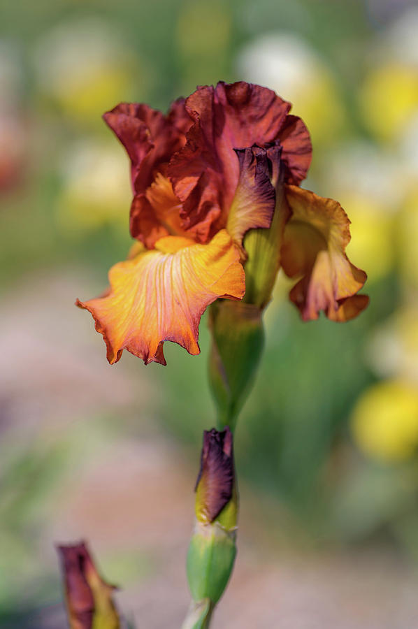 Beauty Of Irises. Dancing Rill Photograph by Jenny Rainbow