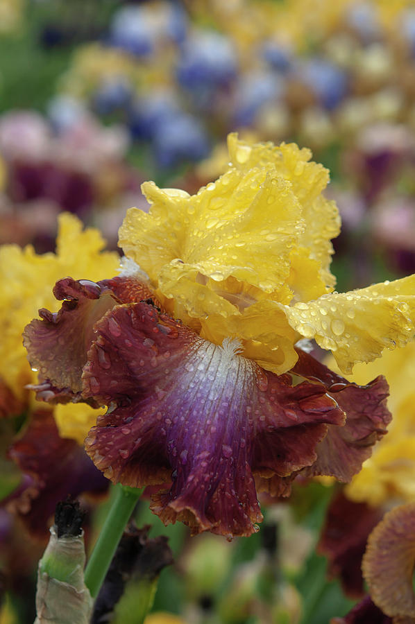 Beauty Of Irises. Darcys Choice 1 Photograph by Jenny Rainbow