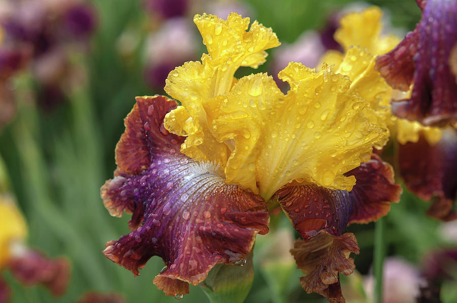 Beauty Of Irises. Darcys Choice 2 Photograph by Jenny Rainbow