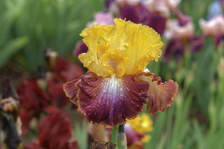 Beauty Of Irises. Darcys Choice 3 Photograph by Jenny Rainbow