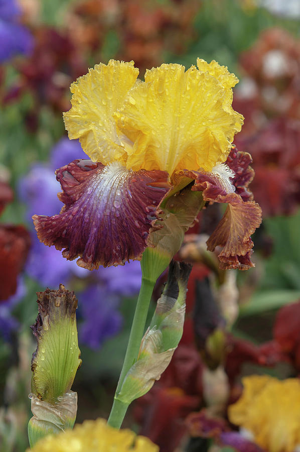 Beauty Of Irises. Darcys Choice 4 Photograph by Jenny Rainbow