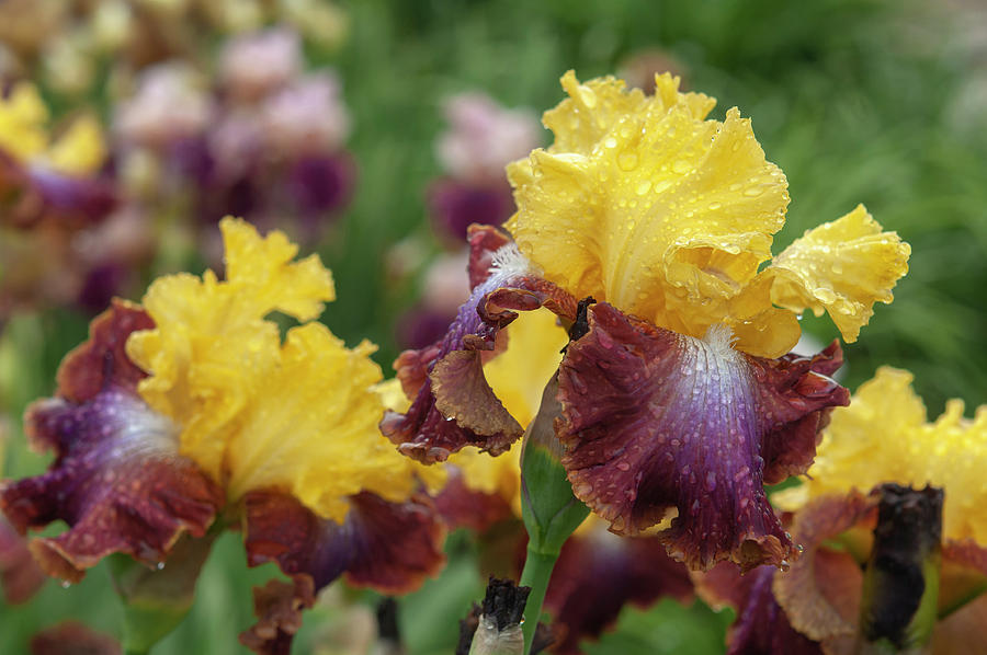 Beauty Of Irises. Darcys Choice Photograph by Jenny Rainbow