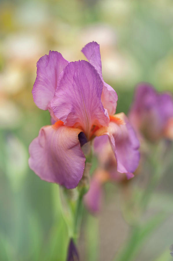 Beauty Of Irises. Dawn Rose 1 Photograph by Jenny Rainbow