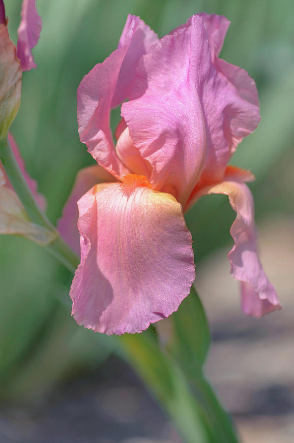 Beauty Of Irises. Dawn Rose Photograph by Jenny Rainbow
