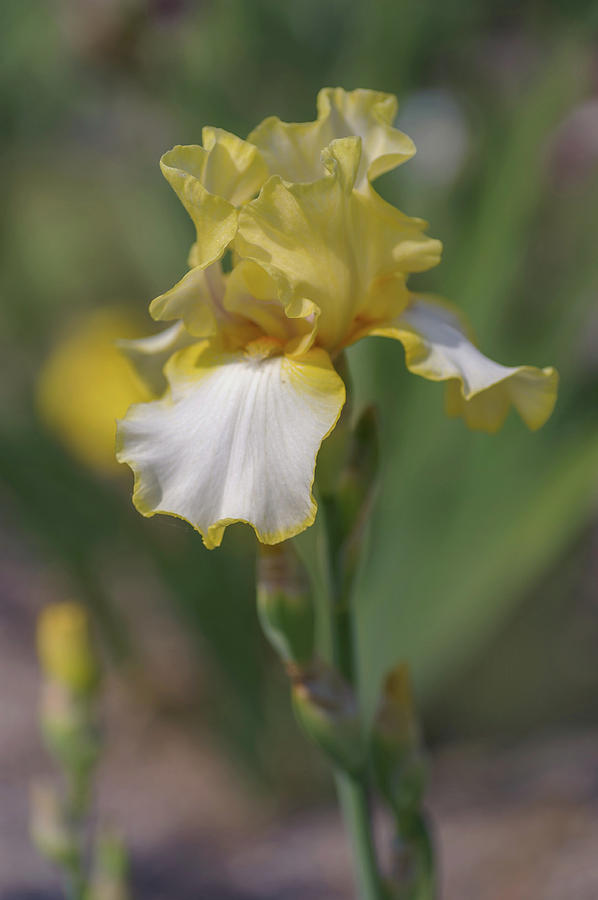 Beauty Of Irises. Debby Rairdon Photograph by Jenny Rainbow