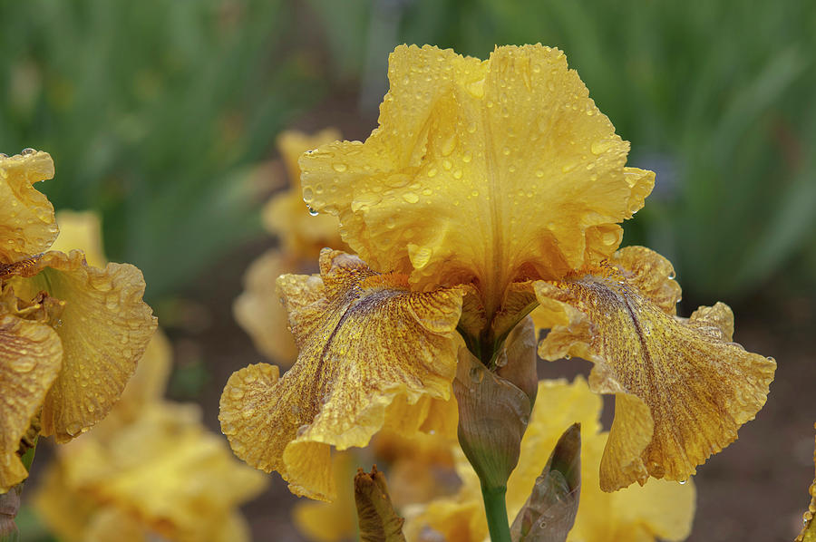 Beauty Of Irises. Desert Echo 1 Photograph by Jenny Rainbow