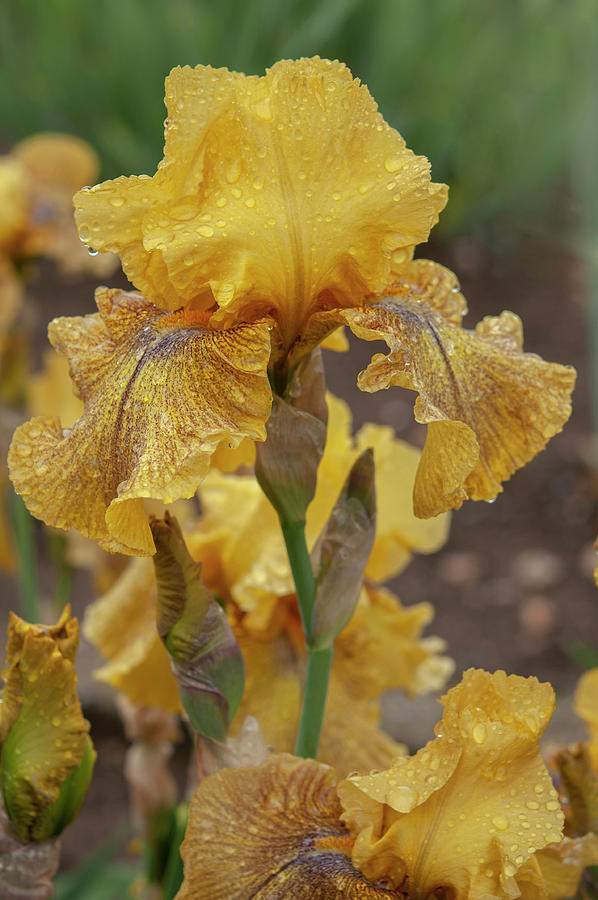 Beauty Of Irises. Desert Echo 2 Photograph by Jenny Rainbow