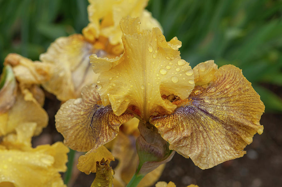 Beauty Of Irises. Desert Echo 3 Photograph by Jenny Rainbow
