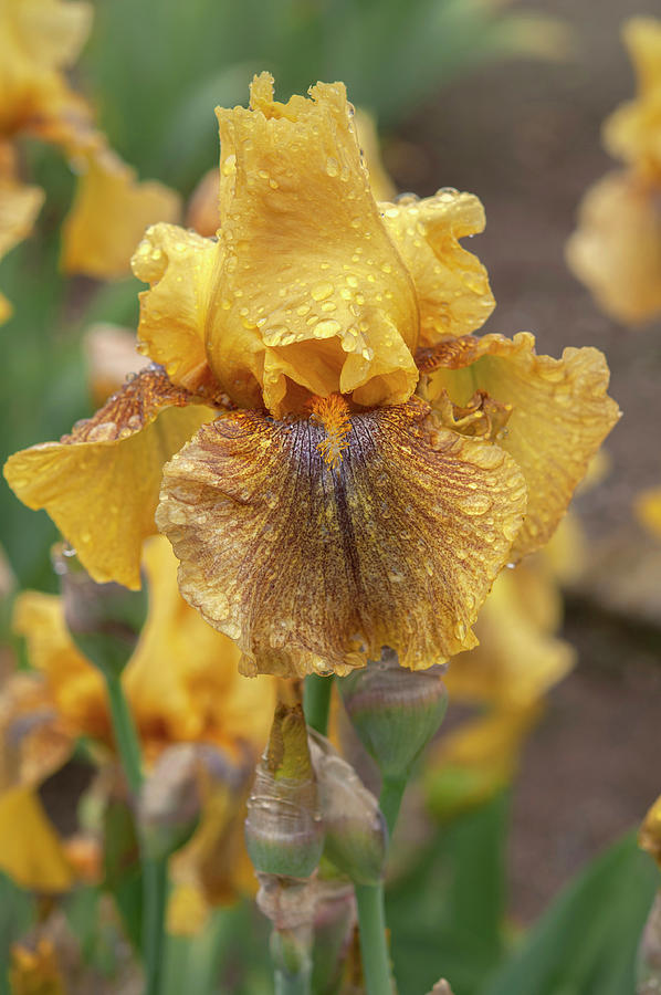 Beauty Of Irises. Desert Echo Photograph by Jenny Rainbow