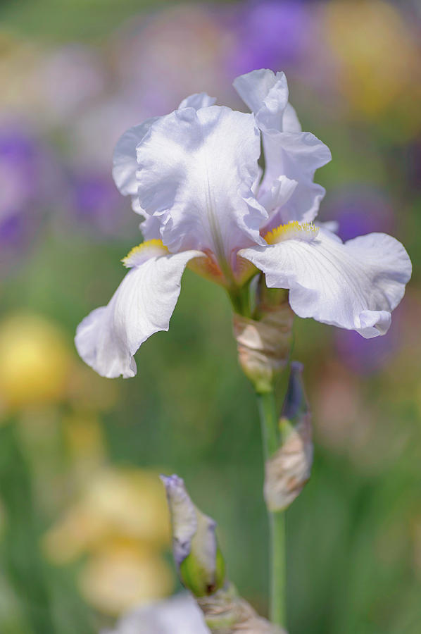 Beauty Of Irises. Die Schone Lau Photograph by Jenny Rainbow