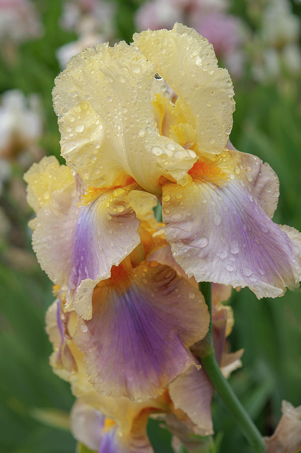 Beauty Of Irises - Distant Chimes 1 Photograph by Jenny Rainbow