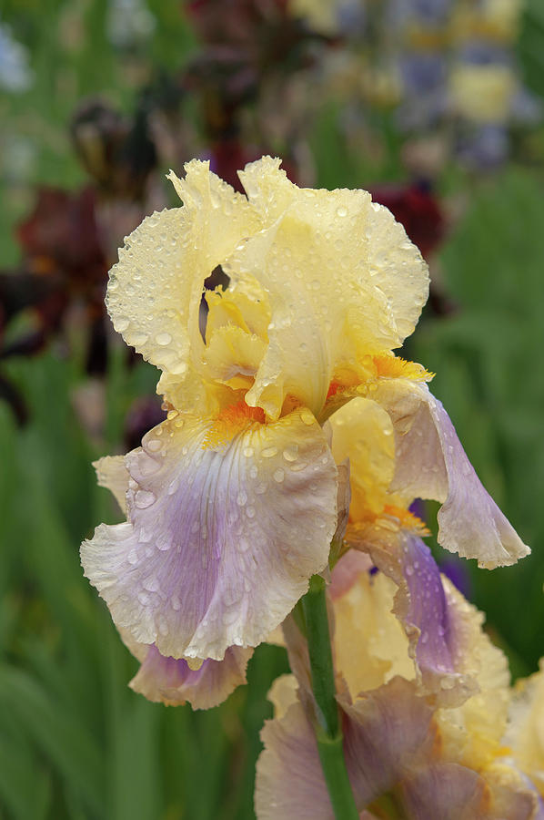 Beauty Of Irises - Distant Chimes Photograph by Jenny Rainbow