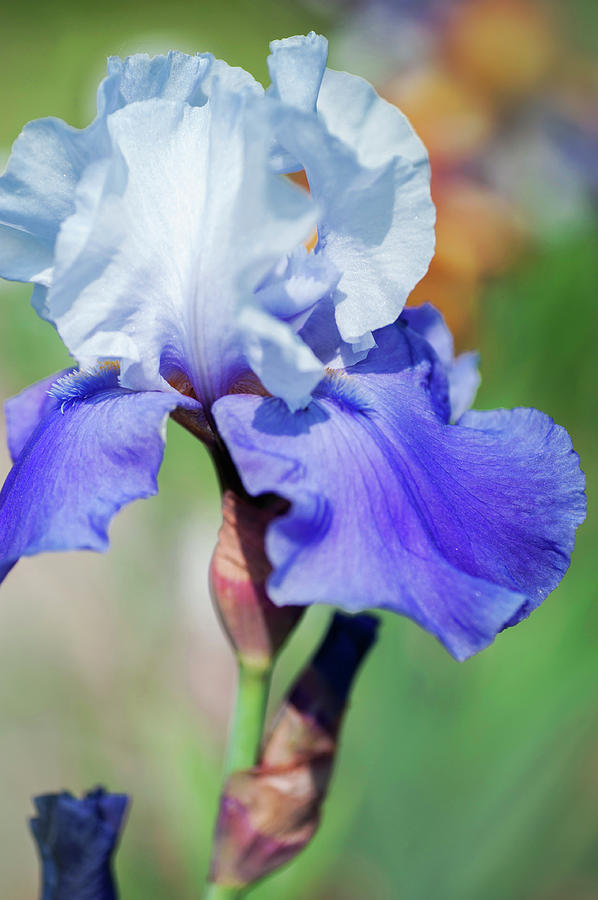 Beauty Of Irises. Dream Lover Closeup Photograph by Jenny Rainbow