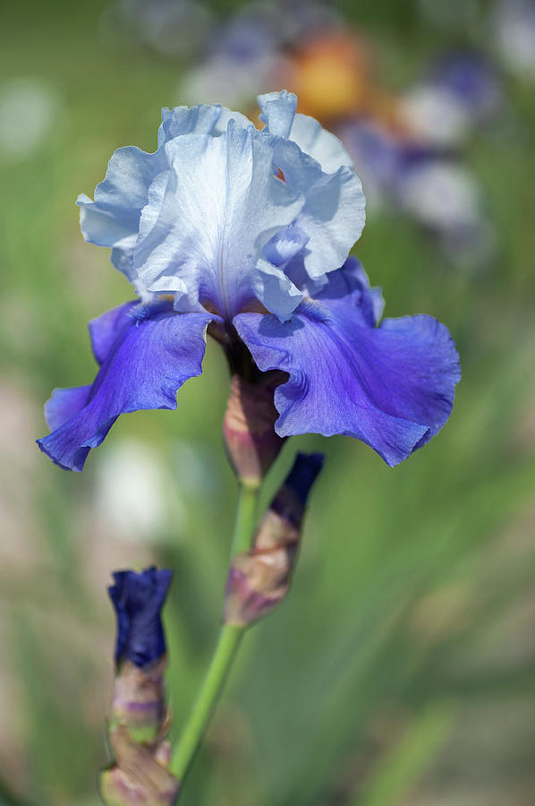 Beauty Of Irises. Dream Lover Photograph by Jenny Rainbow