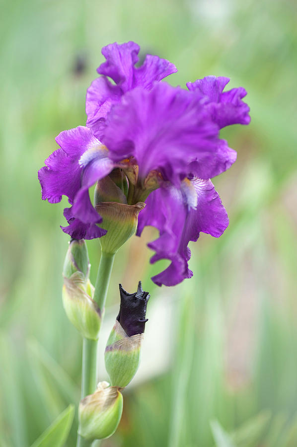 Beauty Of Irises. DTMW Photograph by Jenny Rainbow