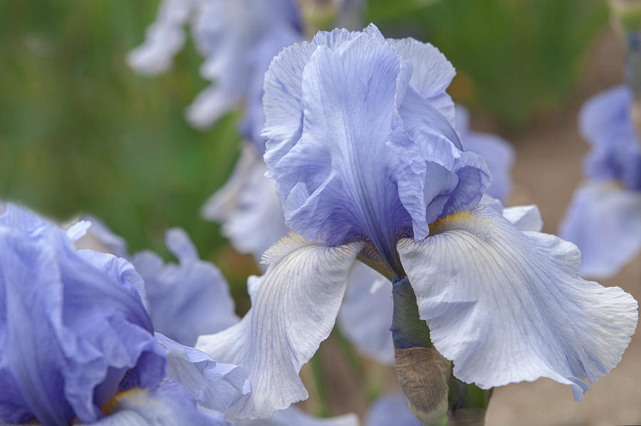 Beauty Of Irises. Dutch Kitchen Photograph by Jenny Rainbow