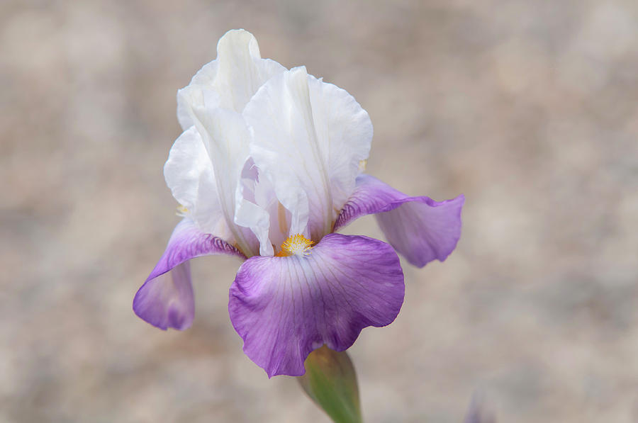 Beauty Of Irises. Elegant Lass Photograph by Jenny Rainbow