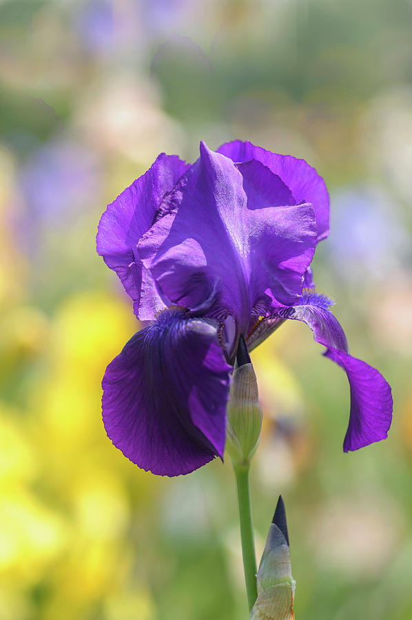 Beauty Of Irises. Elsie May Photograph by Jenny Rainbow