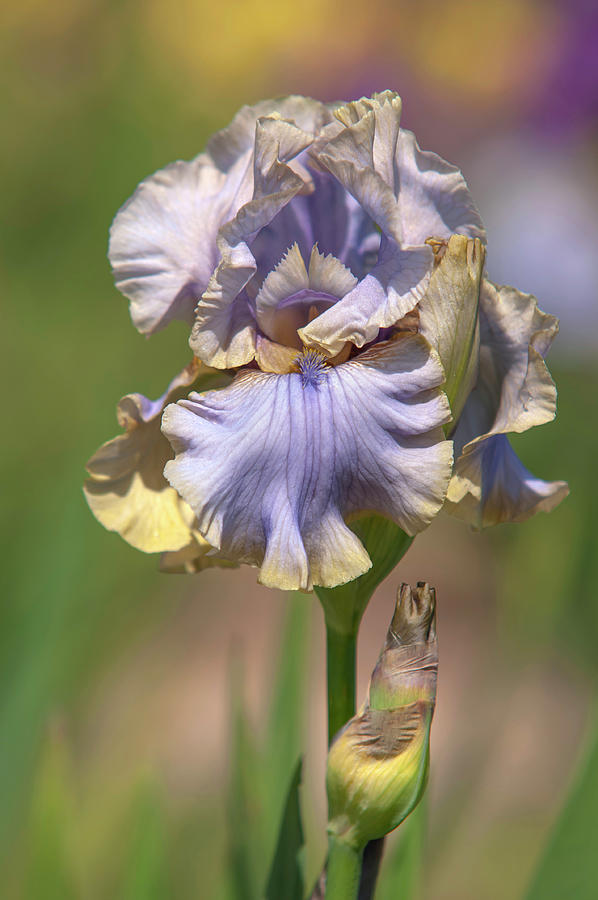 Beauty Of Irises - Evening Mist 5 Photograph by Jenny Rainbow