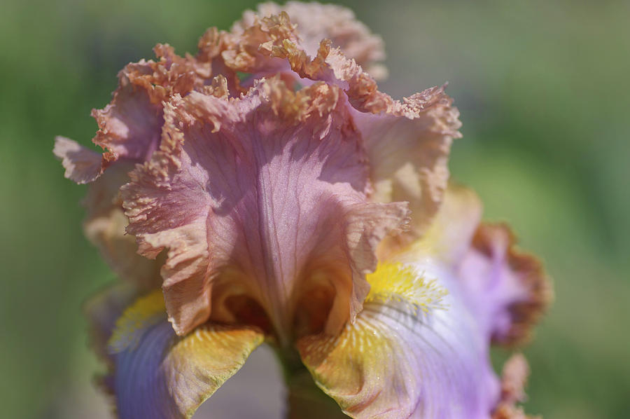 Beauty Of Irises. Fairys Prom Dress Closeup Photograph by Jenny Rainbow
